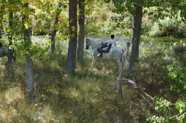 Cabalgando entre los arboles.jpg